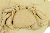 Fossil Crab (Potamon) Preserved in Travertine - Turkey #379420-2